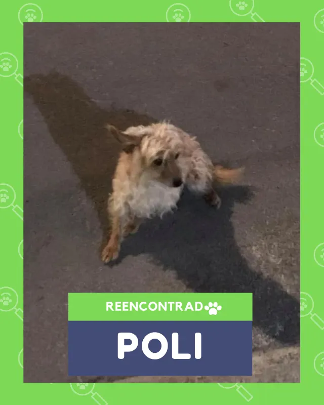 Poli, de vuelta en casa gracias a Soy Huellas