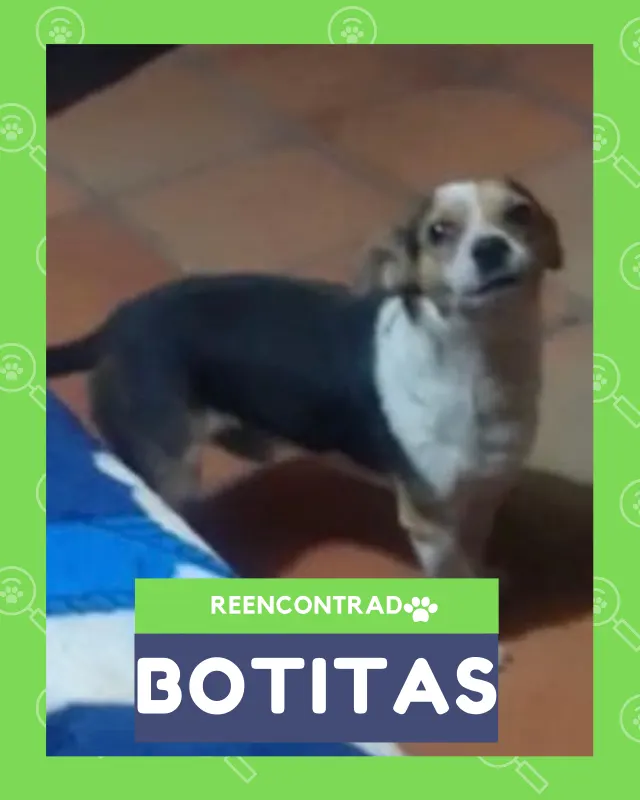 Botitas, de vuelta en casa gracias a Soy Huellas