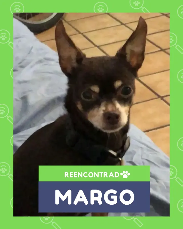 Margo, de vuelta en casa gracias a Soy Huellas