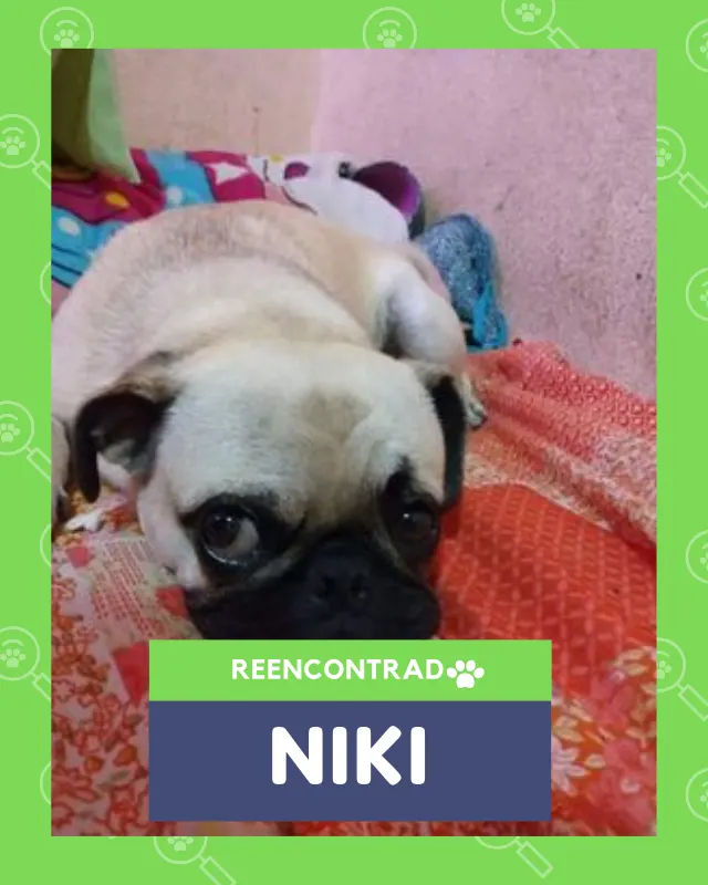 Niki, de vuelta en casa gracias a Soy Huellas